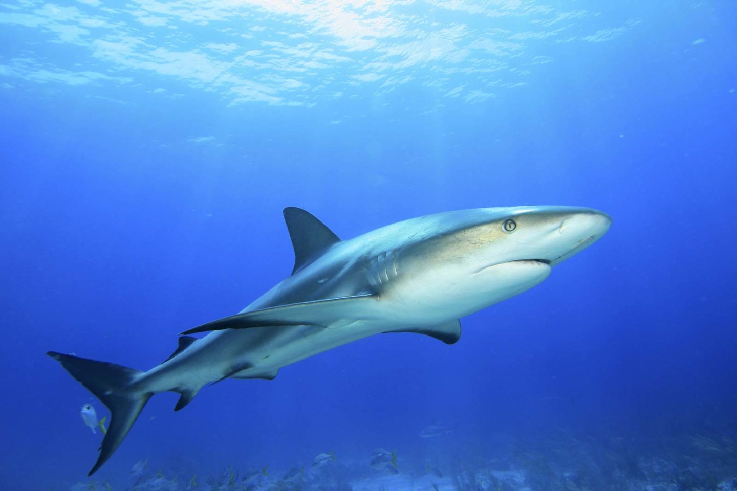 Shark swimming ocean