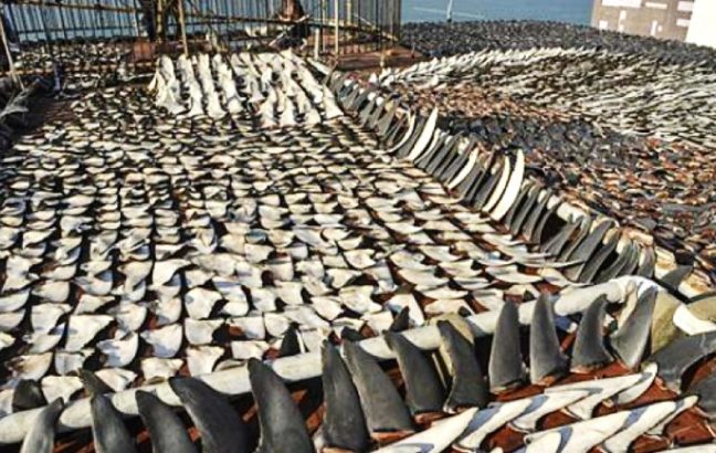 Shark finning