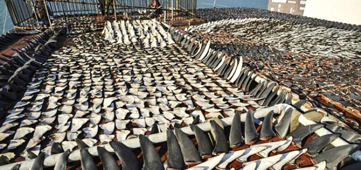 Shark finning