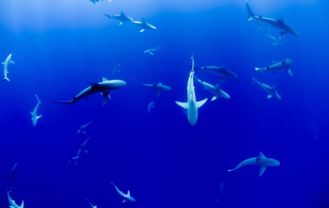 Shark fin soup places 'unsustainable and crippling demand' on populations